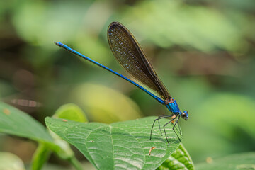 Atrocalopteryx atrata, which is on the stems and leaves of shrubs, was photographed using the macro photography concept