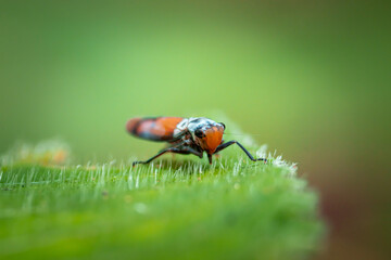 Naklejka premium Bothrogonia which is on the green leaves of shrub plants
