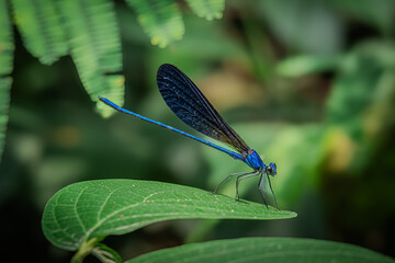 Atrocalopteryx atrata, which is on the stems and leaves of shrubs, was photographed using the macro...