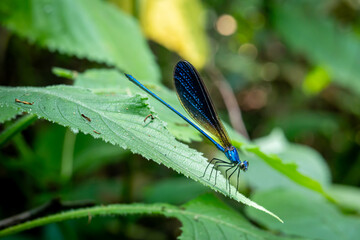 Atrocalopteryx atrata, which is on the stems and leaves of shrubs, was photographed using the macro...
