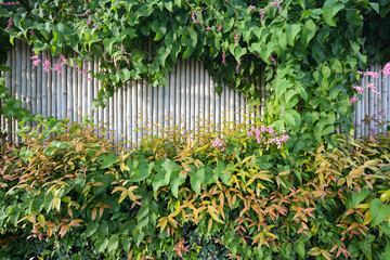 Austrlian Rose Apple, Creek lily Pilly, Mexican Creeper flowers on bamboo wooden wall