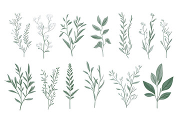 Detaillierte botanische Illustrationen von verschiedenen Blumen und Pflanzen