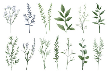 Fototapeta premium Detaillierte botanische Illustrationen von verschiedenen Blumen und Pflanzen