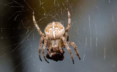 spider on the web