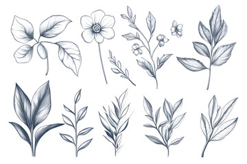 Detaillierte botanische Illustrationen von verschiedenen Blumen und Pflanzen