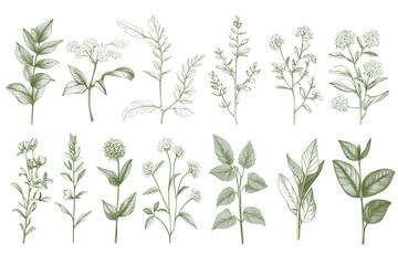 Detaillierte botanische Illustrationen von verschiedenen Blumen und Pflanzen