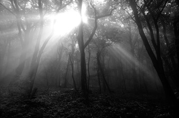 Sonne und Baum in schwarz weiß