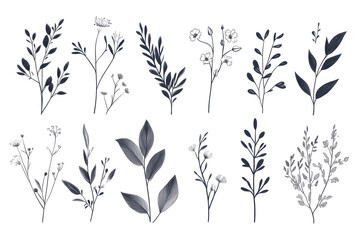 Detaillierte botanische Illustrationen von verschiedenen Blumen und Pflanzen