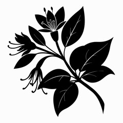 Honeysuckle illustration, Black silhouette