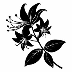 Honeysuckle illustration, Black silhouette
