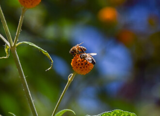 Bees pollinate an orange ball tree flower (Latin: Buddleja globosa).