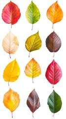 Obraz premium Collection of colorful autumn leaves changing color