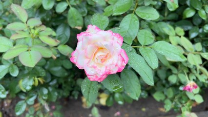 Hybrid rose featuring pink edges and white centre.