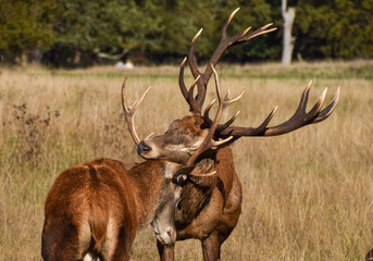 Two red deer stags lock antlers during a tussle.