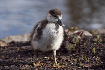 A small Egyptian gosling in a park