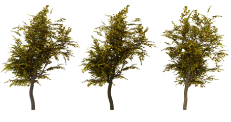 Four 3D rendered trees with a green foliage against on transparent background