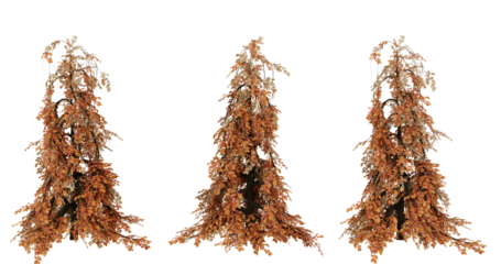 Three brown, dried, and withered plants against on transparent background