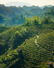 Prosecco Hills hogback, wild landscape with steep vineyards. Unesco Site. Veneto, Italy