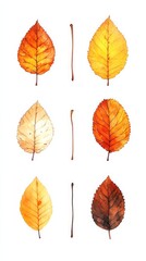 Watercolor painting showing autumn leaves changing color