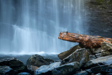 Fossilization through Mineralization at Looking Glass Falls
