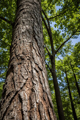 Tree trunk with detailed bark texture, reaching up towards the canopy