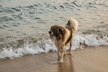 Adorable mongrel street dog on the seashore  waters closeup