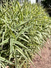 Phalaris arundinacea. a perennial cereal plant with long white and green striped leaves in a summer garden.Phalaroides. Floral background