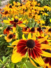Blooming Rudbeckia. Orange and yellow flowers with a black fluffy center in the summer garden.Flower background