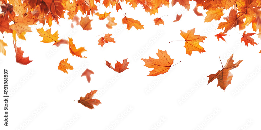 Poster autumn leaves falling from top to bottom on transparent background. autumn background for you design