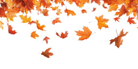 Autumn leaves falling from top to bottom on transparent background. Autumn background for your design