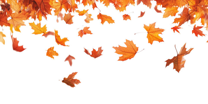 Autumn leaves falling from top to bottom on transparent background. Autumn background for your design