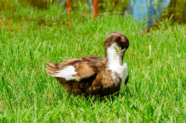 patos, estanque, arboles, raices de arbol, camecuaro, michoacan, naturaleza, agua, Lago de Camécuaro, parque nacional, mexico, paisaje, corteza de arbol