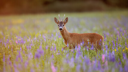 Roe Deer Buck Among Blooming Wildflowers at Sunset