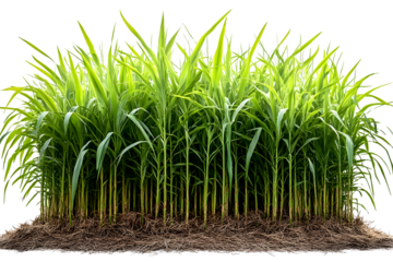 sugar cane plantation isolated on transparent background 