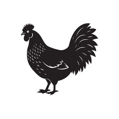 Bantam chicken silhouette vector illustration farm animal poultry isolated white vector cartoon illustration fowl cockerel beak chick animals agriculture black livestock domestic egg birds silhouette