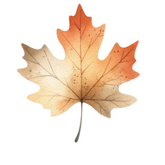 Obraz premium autumn maple leaf