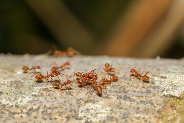 Close up red ant on tree in nature background at thailand