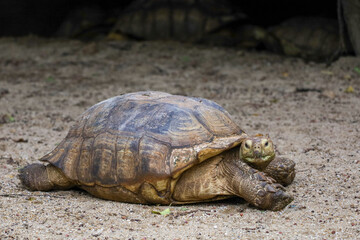 The Sulcata tortoise in the garden at thailand