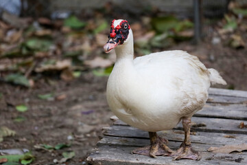The white duck is rest at farm