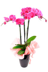 Eine rote Orchidee in einem Blumentopf auf weißem Grund
