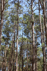 View of landscape mountain and forest at khao kho in thailand