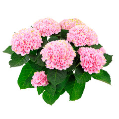 Ein Blumentopf mit rosa Hortensien auf weißem Grund