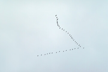 Flight, migration of a flock of birds against the background of a gray, blue sky. Geese, ducks or cranes fly away to warmer climes. Autumn, cold gray weather. Organization in nature. V-formation