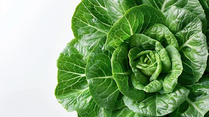 Fototapeta premium Closeup of Fresh Green Lettuce