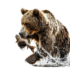 Obraz premium A bear catching a fish in the water,isolated on a transparent background