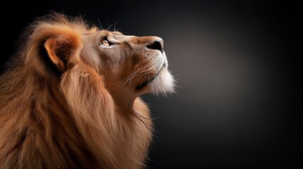 A lion looks upwards with a calm demeanor, showcasing its magnificent mane and intense gaze against...