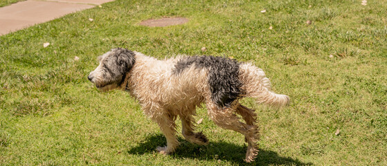 Dirty Muddy Wet Dog Running Lawn