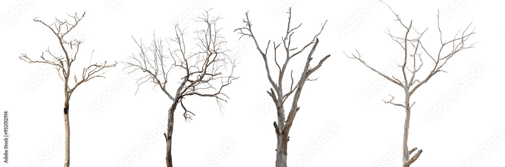 Wall mural dead tree branch isolated on transparent background png file