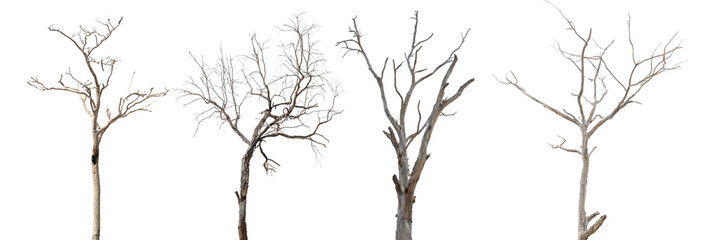 Dead tree branch isolated on transparent background PNG file