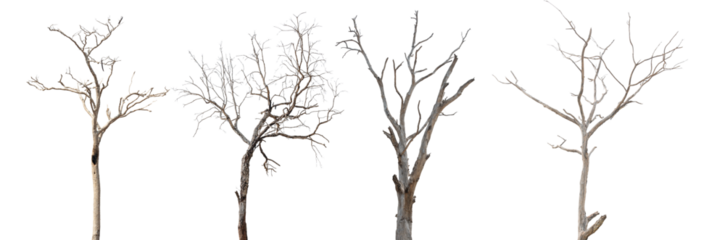 Dead tree branch isolated on transparent background PNG file